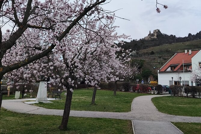 Trees in blossom in a small park, with a castle ruin on the hill behind