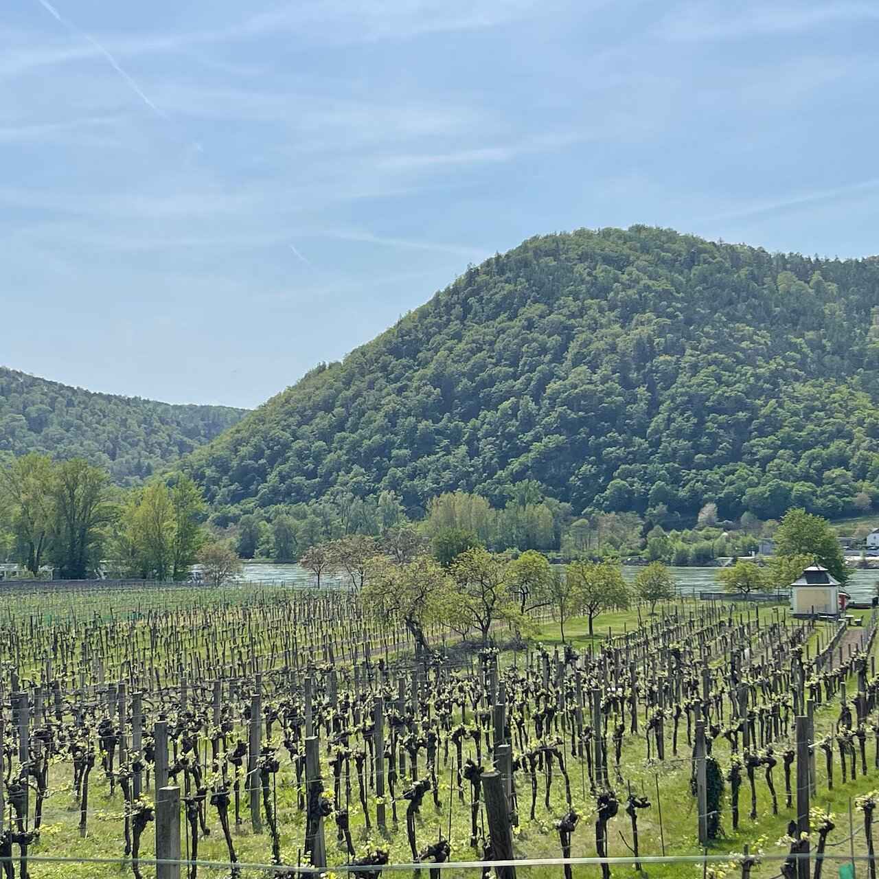 Vineyards in early spring below a wooded hill