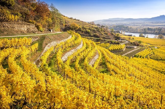 Stone-walled vine terraces turned gold in autumn, the river valley beyond